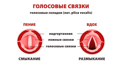 Влияние питания и гигиены на голосовые связки