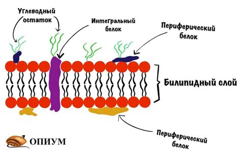 Влияние плазмотрипса на клеточные мембраны