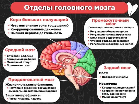 Влияние повреждений мозга на органы и функции: