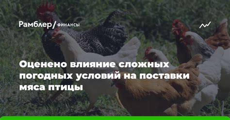 Влияние погодных условий на груши