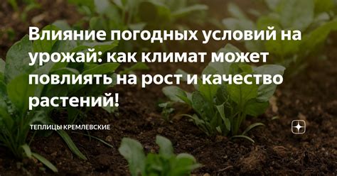 Влияние погодных условий на рост волос