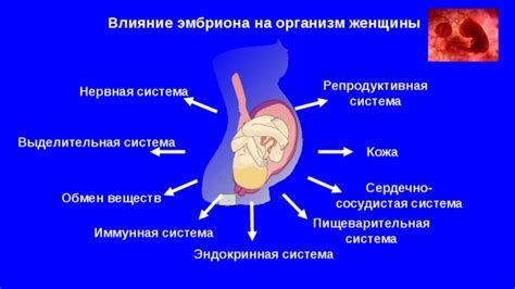 Влияние пониженного уровня лептина на организм женщины