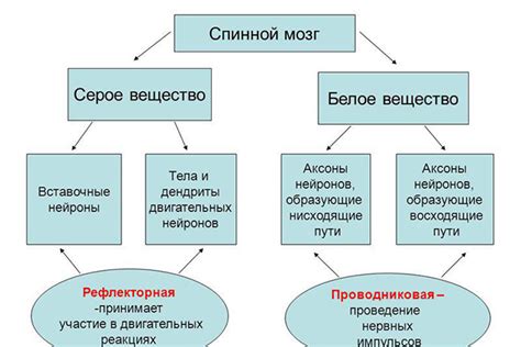 Влияние серого вещества на эмоции