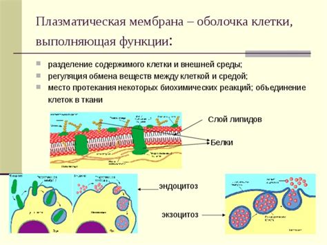 Влияние состояния оболочки клетки на функции клетки