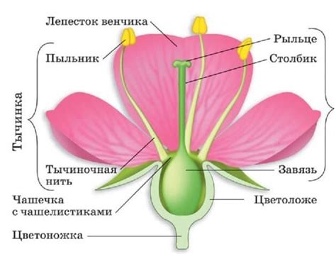 Влияние строения цветка на процессы пыления