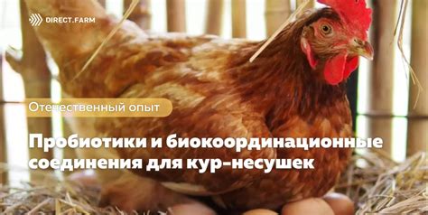 Влияние физической активности на яйценоскость кур