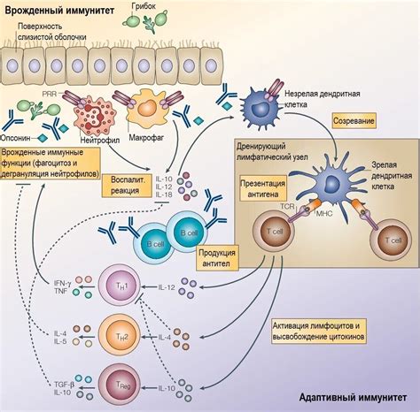 Влияние центробластов и центроцитов на иммунные реакции