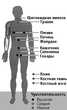 Влияние шарика от неокуба на организм в целом