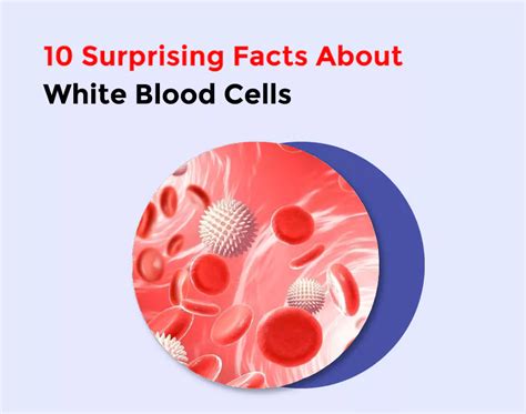 Влияние White blood cells на организм