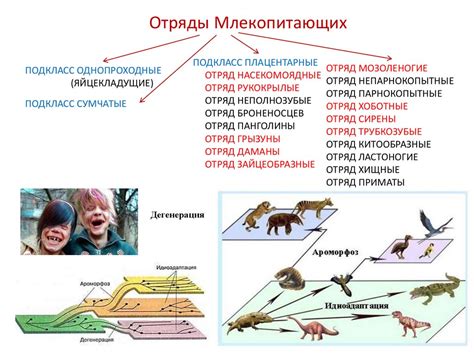 Внезапная поява Плацентарных млекопитающих