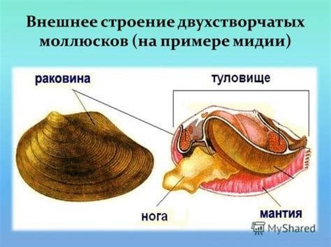 Внешнее строение мидии