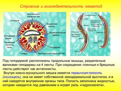 Внешнее строение членистого тела круглых червей