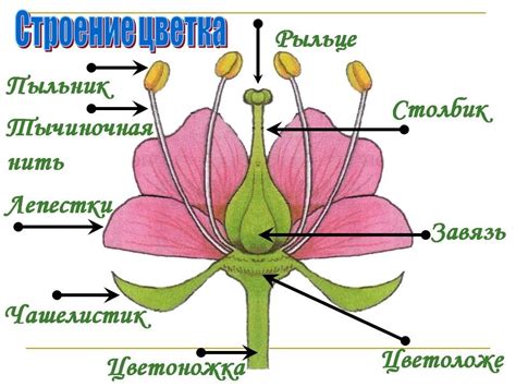 Внешние признаки анализируемого цветка