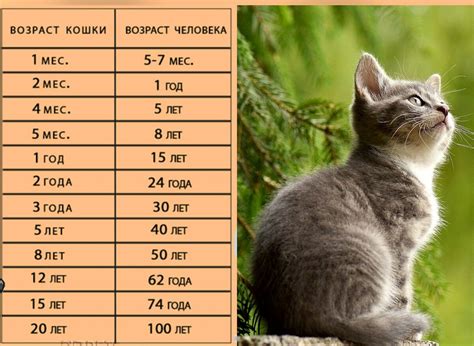 Внешние признаки возраста кошки