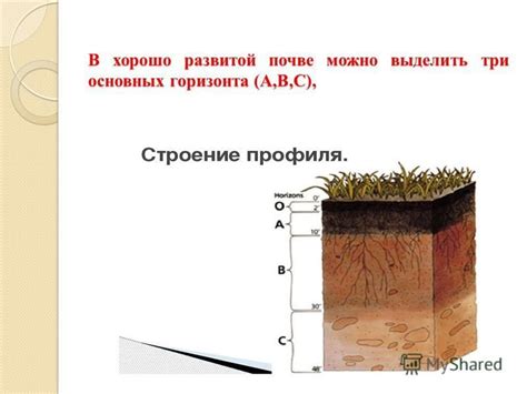 Внешние признаки почвы