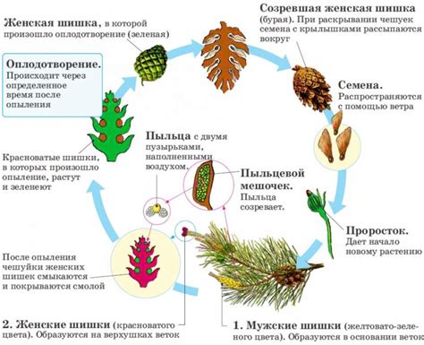 Внешний вид и размеры растений