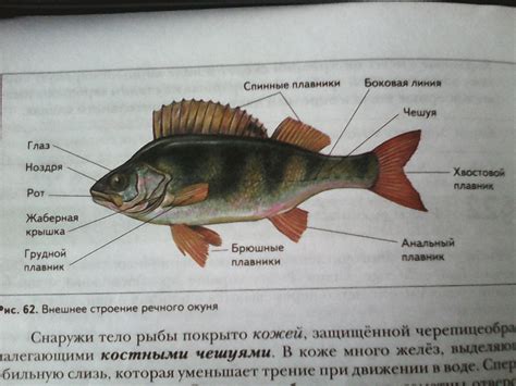 Внешний вид уникальной рыбы