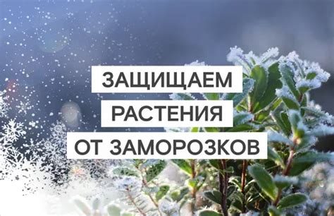 Внимание к деталям: поможем вам защитить туии от заморозков