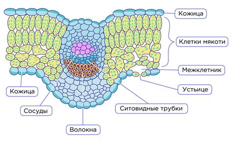 Внутреннее строение: