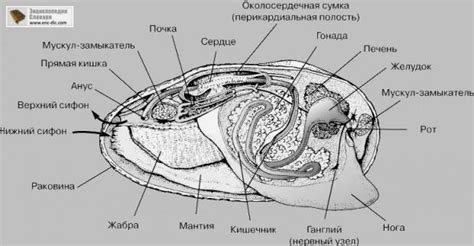 Внутреннее строение мидии