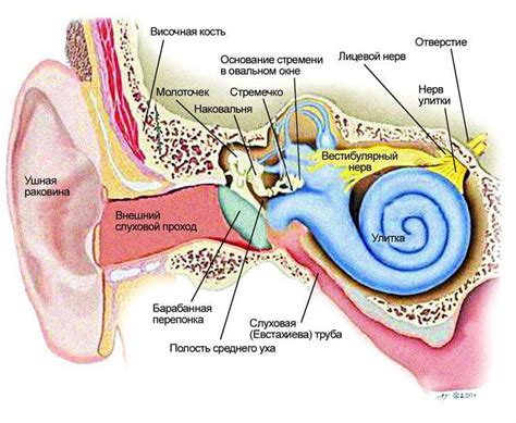 Внутреннее устройство уха: основные части и их функции