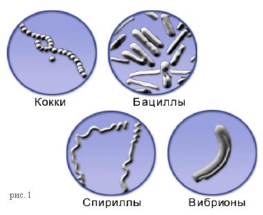 Внутренние органеллы дрожжей: отличительные черты от других микроорганизмов