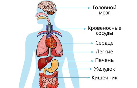 Внутренние органы