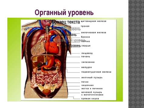 Внутренние органы: великолепный механизм жизнедеятельности