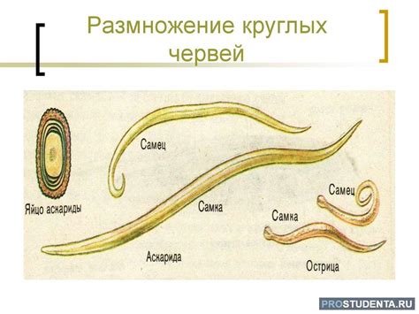 Внутренние половые органы круглых червей