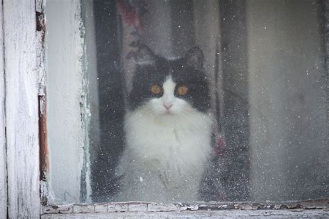 Внутренние причины птичьего битья в окно