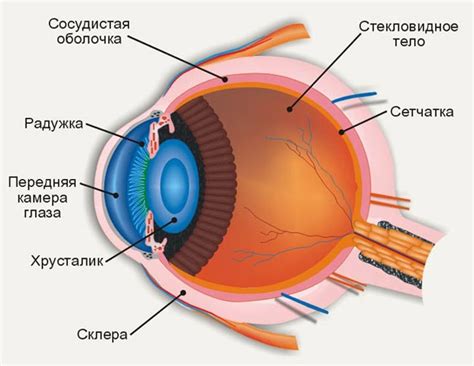 Внутренняя структура ока эндера