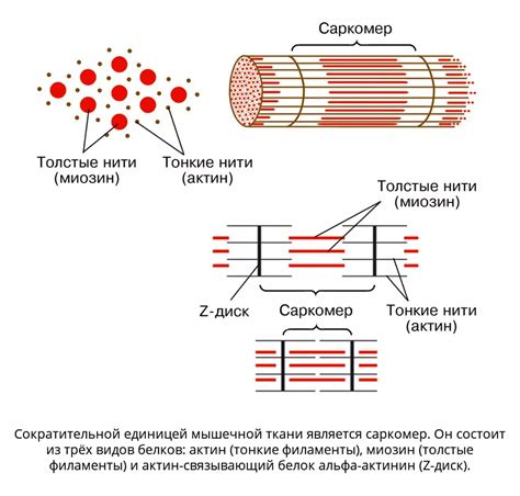 Внутрипартийное взаимодействие