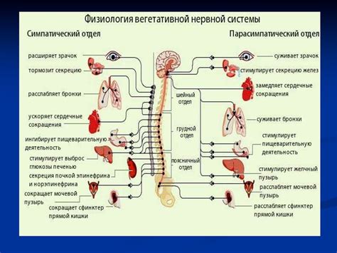 Возбуждение симпатического отдела нервной системы