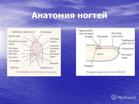 Воздействие внешних факторов на толщину ногтей