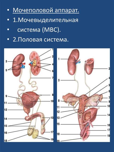 Воздействие на функцию почек и мочеполовой системы