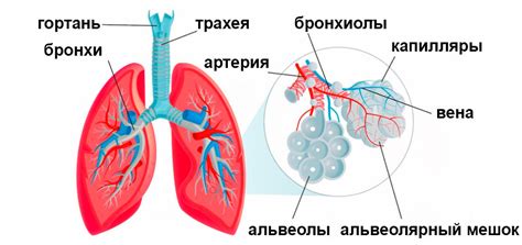 Воздействие пыли на дыхательную систему