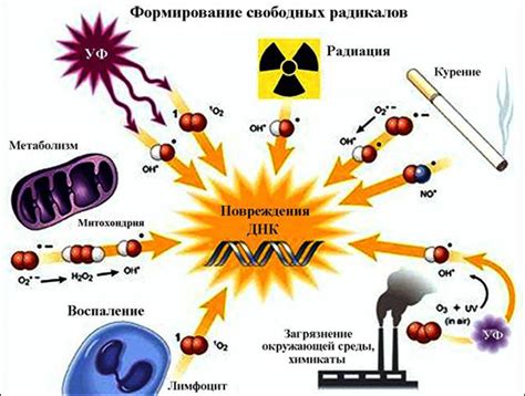 Воздействие радиации на клетки организма