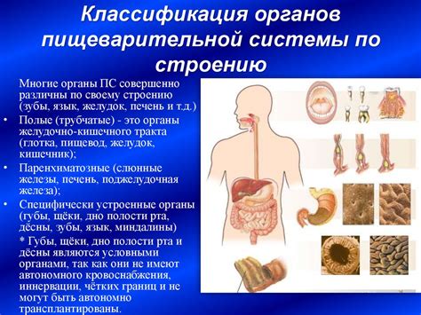 Возможное повреждение пищеварительной системы