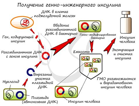 Возможное размножение бактерий