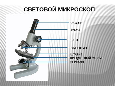 Возможности и преимущества микроскопа для детей старшей группы