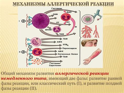 Возможные аллергические реакции: орехи и их влияние