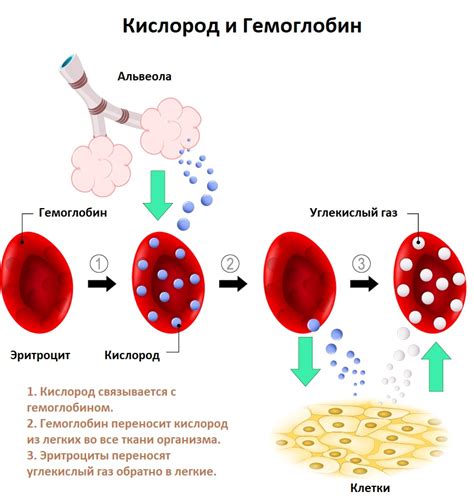 Возможные осложнения при снижении гемоглобина