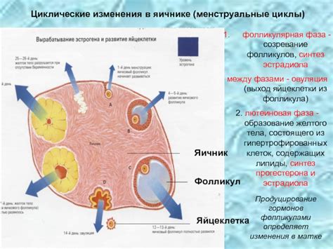 Возможные последствия появления 2 фолликулов в яичнике