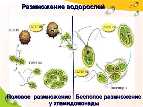 Возможные препятствия и причины замедления передвижения хламидомонады