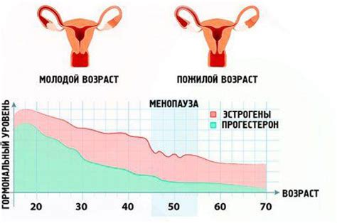 Возможные причины и факторы развития эндометрия в матке в менопаузе