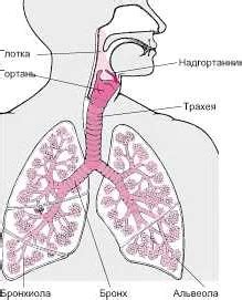 Возможные проблемы связанные с дыхательной системой