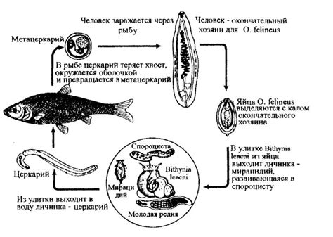 Возможные способы заражения описторхозом