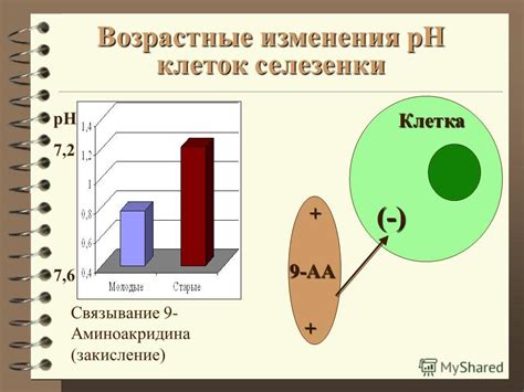 Возрастные изменения клеток