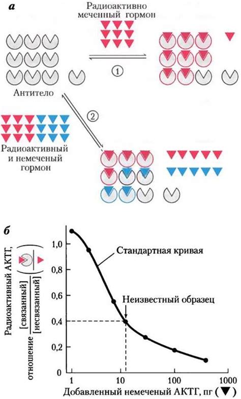 Возрастные изменения уровня ПГ гормона