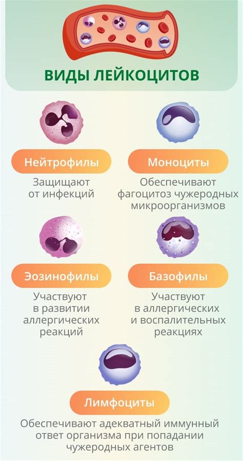 Воспаление и нейтрофилы: связь и возможные причины